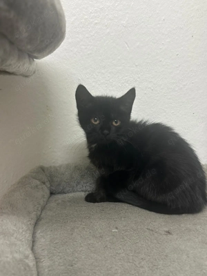 Katze schwarz abgeben