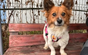 Sensibler Noah sucht schützendes Zuhause