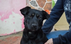 Fröhlicher und aufgeweckter Elmo sucht seine Menschen