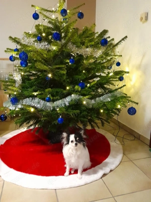 Chihuahua Mädchen sucht neues zu Hause 