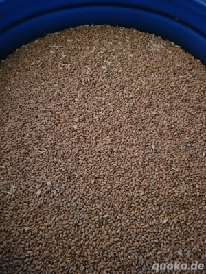 Weizen Hühnerfutter Getreide