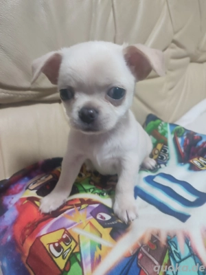  Chihuahua-Welpe (Rüde) zu verkaufen Bild 4