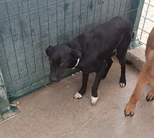 Neno Mischlingsrüde Mischling Rüde sucht dringend Zuhause oder Pflegestelle Bild 4