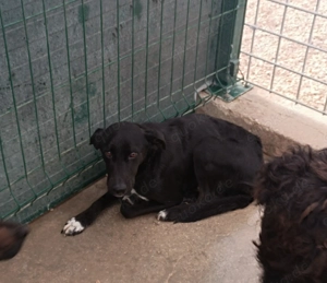 Neno Mischlingsrüde Mischling Rüde sucht dringend Zuhause oder Pflegestelle Bild 2