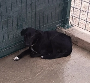 Neno Mischlingsrüde Mischling Rüde sucht dringend Zuhause oder Pflegestelle Bild 3