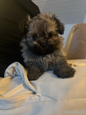 wunderschöne pombärchen