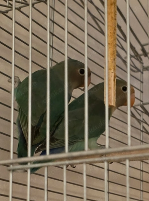 Unzertrennliche, Agaporniden, Pfirsichköpfchen, 5 Monaten, VHB alt