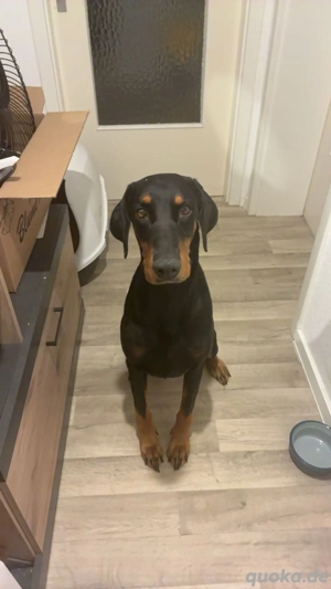 Huhu ich bin BIG! Ein etwas anderer Dobermann   