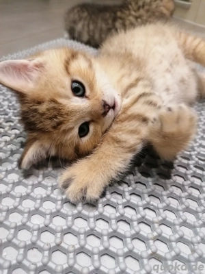 Süße Kätzchen suchen neues Zuhause 