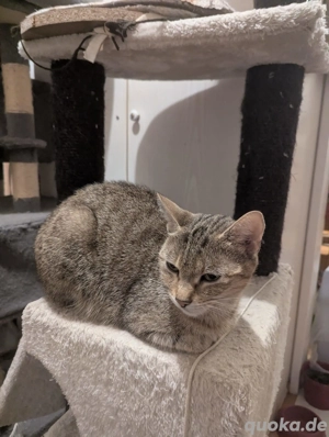 europäisch kurzhaar katze 