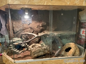 2 Kornnattern samt Terrarium 