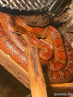 kornnatter gerne mit terrarium 