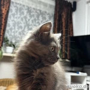Maine Coon - Blh Edelmix Kitten