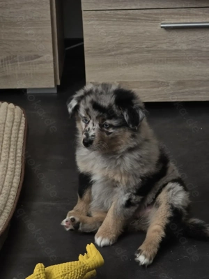 Hunde Welben abzugeben 