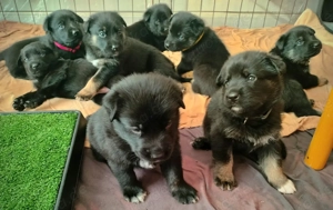 Schäferhund Welpen vom Urtyp