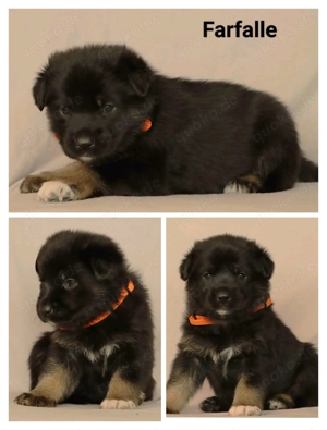 Schäferhund Welpen vom Urtyp