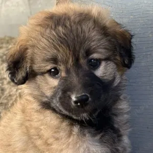 Beppel, geb. ca. 09 2025, lebt in GRIECHENLAND, auf einer privaten Pflegestelle    