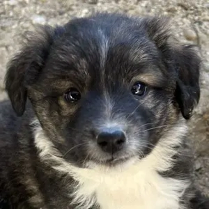 Faro, geb. ca.09 2025, lebt in GRIECHENLAND, auf einer privaten Pflegestelle    