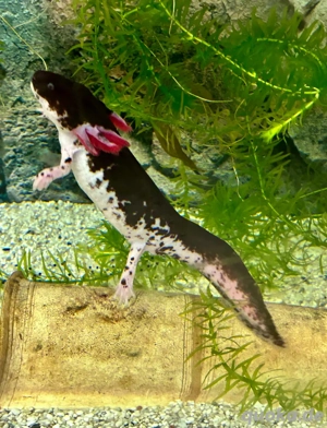 EXTREM Harlekin Axolotl Nachwuchs 2026 (Reservierung)