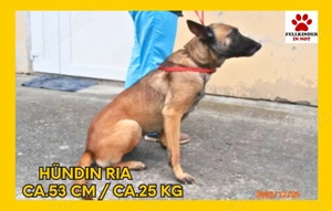 Ria Malinois Mischlingshündin Mischling Hündin sucht Zuhause oder Pflegestelle