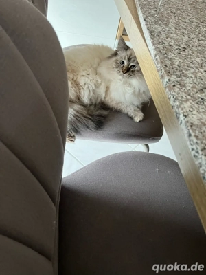 Sibirische Kitten Bild 6