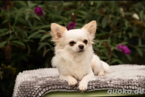 Süßer Chihuahua Rüde sucht liebes Zuhause