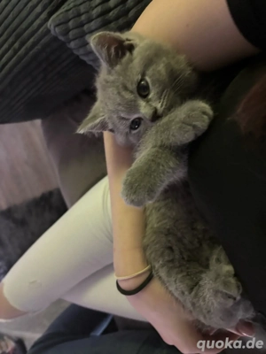 Wunderschöner BKH-Deckkater  Balu  stellt sich vor   