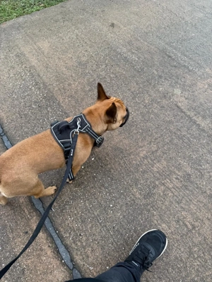 Französische bulldogge zu verkaufen