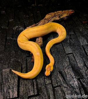 Für Hamm! 1.0 Champagne Het Clown Python