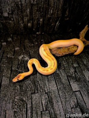 Für Hamm! 1.0 Champagne Het Clown Python