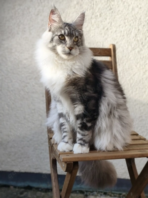 Maine Coon Kater m. Stammbaum 