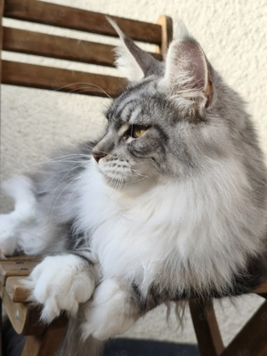 kastrierter Maine Coon Kater m. Stammbaum (WCF)  Bild 4