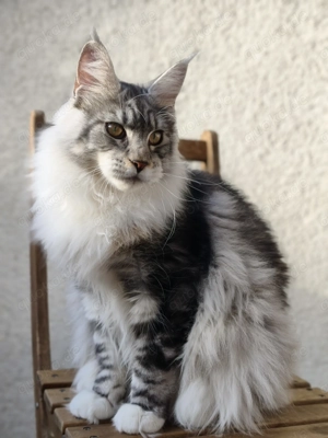 kastrierter Maine Coon Kater m. Stammbaum (WCF)  Bild 7