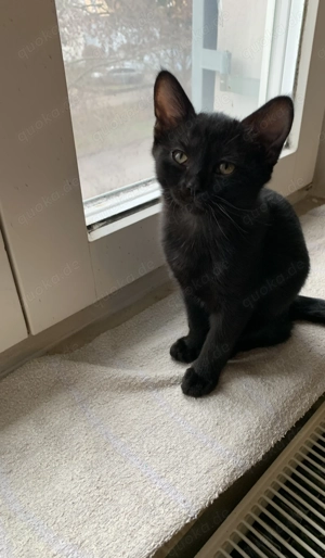 Bkh Siam mix Kitten zu verkaufen :)