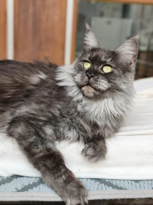 Jr. Champion Maine Coon Kätzin m. Stammbaum sucht Zuhause 