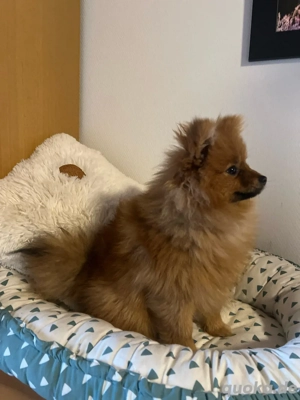 Pomeranian Spitz Weibchen