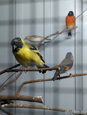 Magellanzeisig Paar von 25