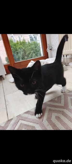 15 wochen alte Katzenbaby