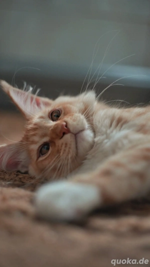 Wunderschöne Maine Coon Kätzchen mit Stammbaum suchen ein liebevolles Zuhause!  