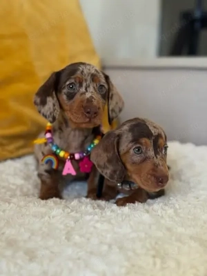 Zwergdackel   Dackel Welpen **