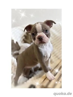 Boston Terrier Welpen mit Ahnentafel