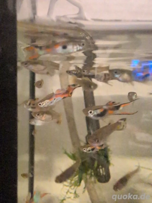 BD-freie Guppys : Axolotl Lebendfutter ohne Risiko! 