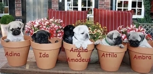 Mops Welpen für ein Haustier liebevolles zuhause