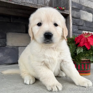 Reinrassige Golden-Retriever-Welpen