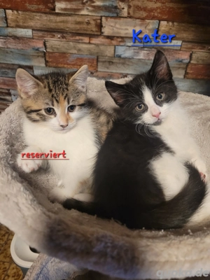 Maine Coon Mix Kitten Kater und Katze    