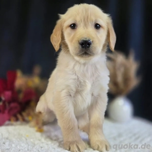 Reinrassige Golden-Retriever-Welpen