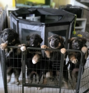 Welpen Altdeutsche Schäferhunde 