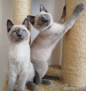 Wunderschöne Siamkatzen Blue Point 