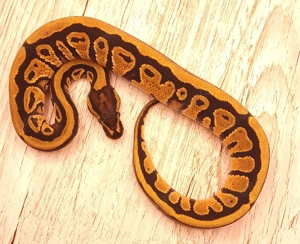 Yellow Belly   Specter het. Clown Königspython Weibchen und Männchen abzugeben