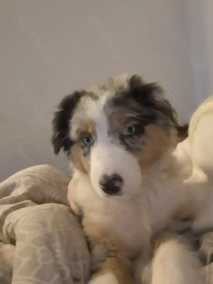 AUSSI HÜNDIN  reinrassig aus Papenburg 